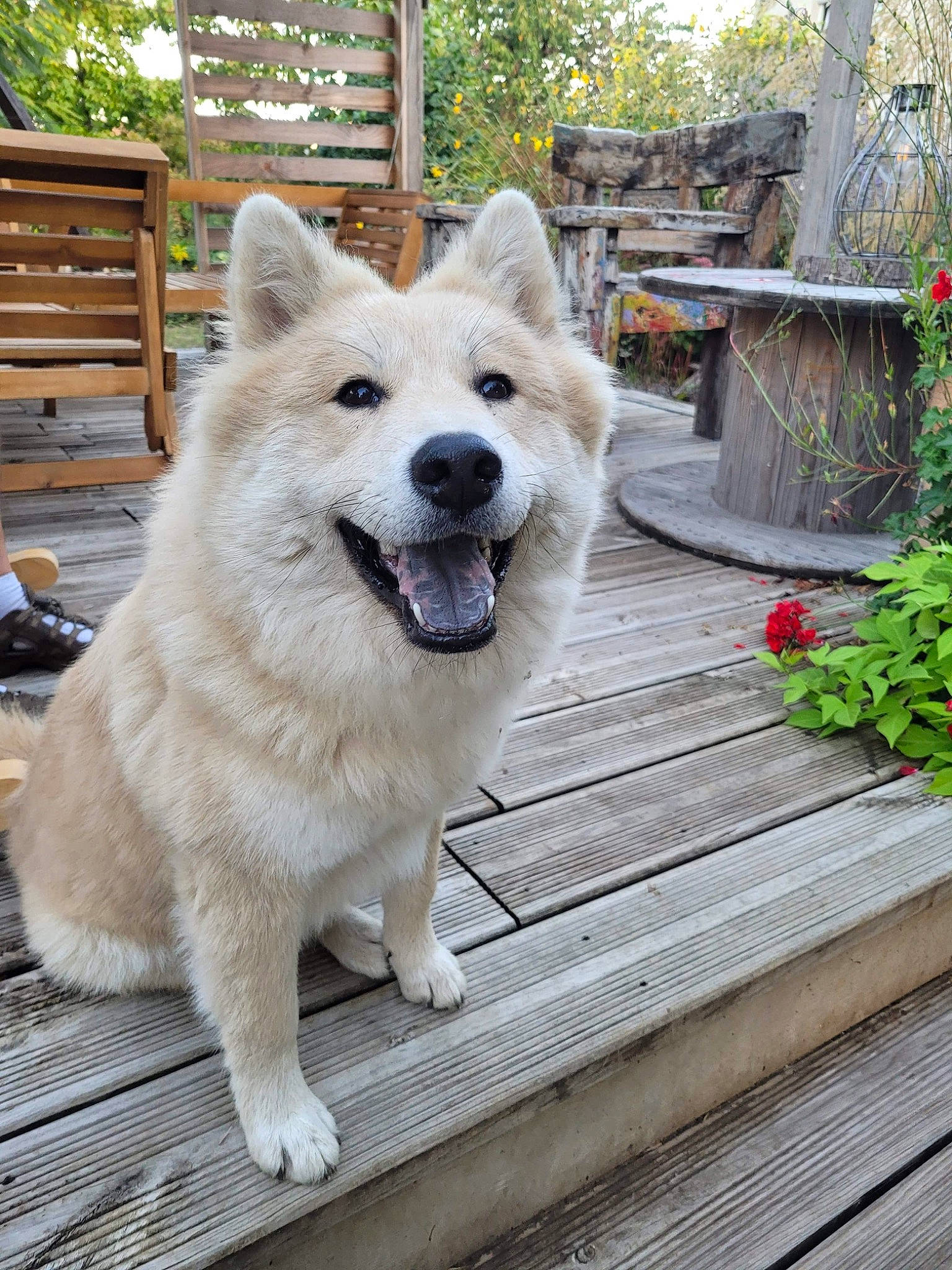 Thïa a rejoint le concours — aidez-le/la à gagner de superbes lots ! ancient_dog_breeds, annual_plant, canidae, carnivore, collar, companion_dog, dog, dog_breed, fang, flower, flowerpot, herb, houseplant, non_sporting_group, plant, sporting_group, tree, wood, working_animal, working_dog