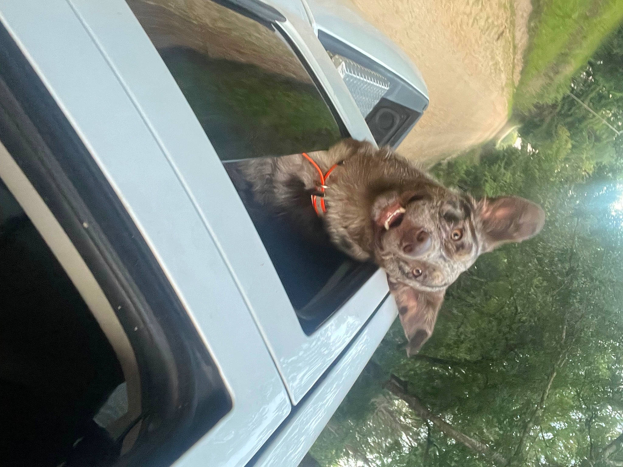 Waylon joined the competition — help win amazing prizes! auto_part, automotive_exterior, automotive_lighting, automotive_mirror, automotive_tire, automotive_window_part, car, carnivore, dog_breed, fender, hood, motor_vehicle, plant, snout, tints_and_shades, tree, vehicle, vehicle_door, window, windshield