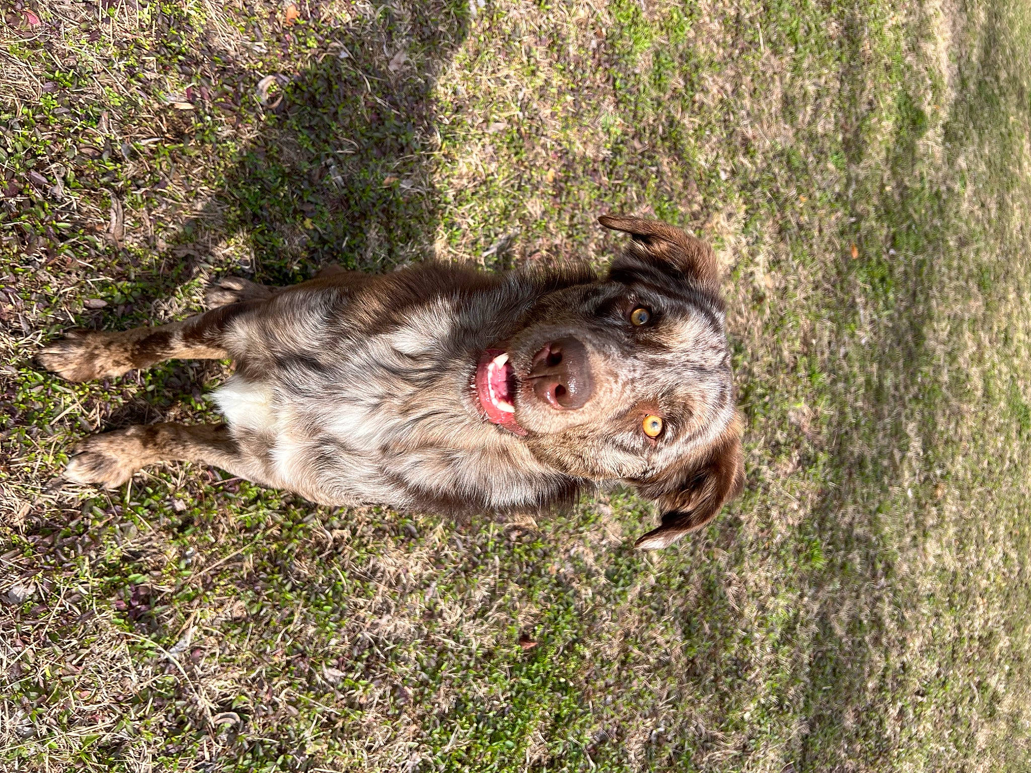 Waylon is registered to the contest to win money with this photo: australian_stumpy_tail_cattle_dog, canidae, carnivore, dog, dog_breed, fang, fur, grass, herding_dog, snout, soil, sporting_group, tail, terrestrial_animal, trunk, whiskers