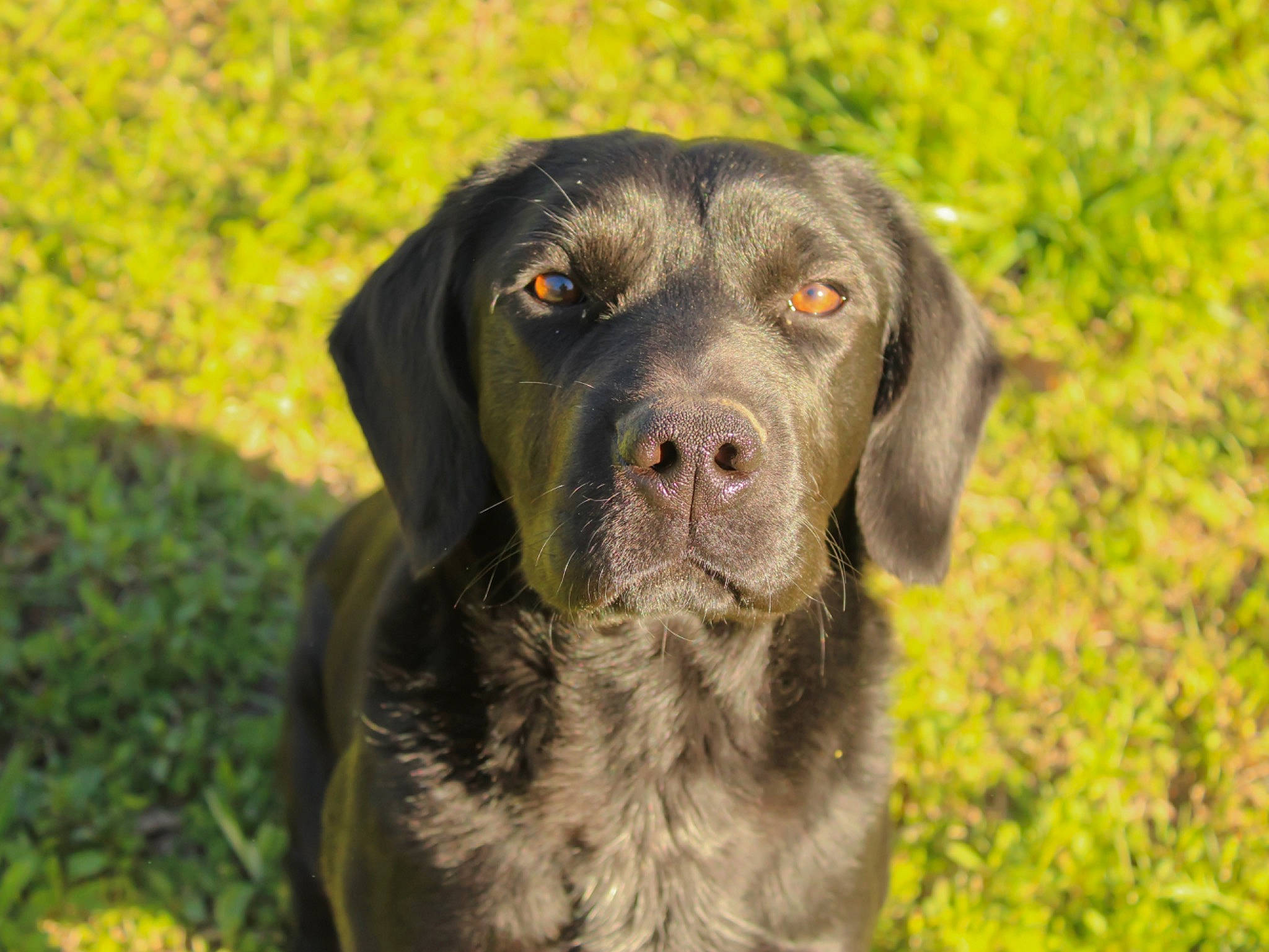 Sammy is registered to the contest to win money with this photo: borador, carnivore, companion_dog, dog, dog_breed, fur, grass, grassland, gun_dog, hunting_dog, liver, plant, pointing_breed, retriever, snout, sporting_group, terrestrial_animal, wildlife, working_animal, working_dog