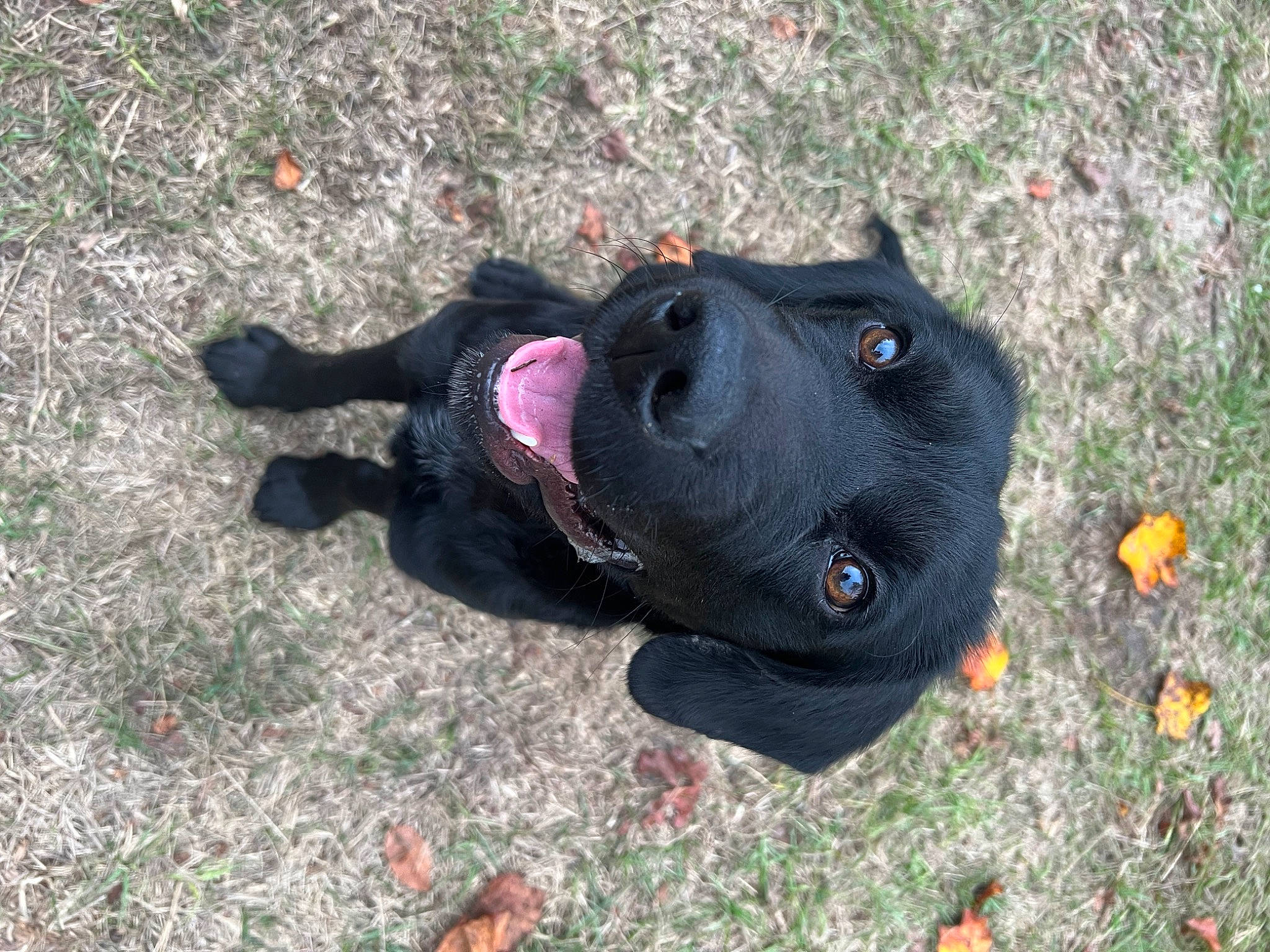 Sammy is registered to the contest to win money with this photo: asphalt, canidae, carnivore, dog, dog_breed, fashion_accessory, fur, grass, guard_dog, leash, non_sporting_group, personal_protective_equipment, plant, road_surface, shadow, snout, soil, sporting_group, tree, working_animal