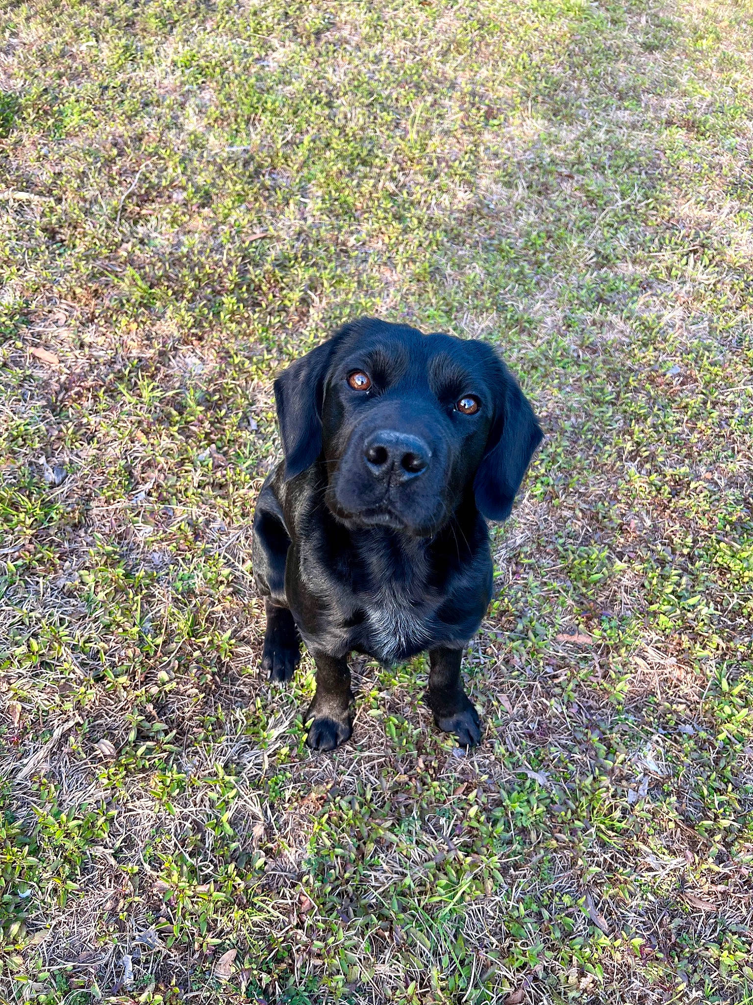 Sammy joined the competition — help win amazing prizes! borador, canidae, carnivore, companion_dog, dog, dog_breed, electric_blue, fur, grass, groundcover, gun_dog, hunting_dog, labrador_retriever, liver, plant, retriever, snout, soil, terrestrial_animal, working_animal