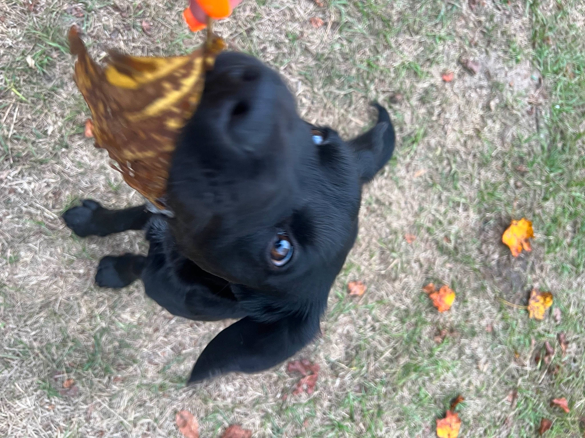 Sammy joined the competition — help win amazing prizes! borador, canidae, carnivore, companion_dog, dog, dog_breed, dog_collar, fawn, fur, grass, guard_dog, non_sporting_group, plant, snout, soil, sporting_group, tail, terrestrial_animal, whiskers, working_animal