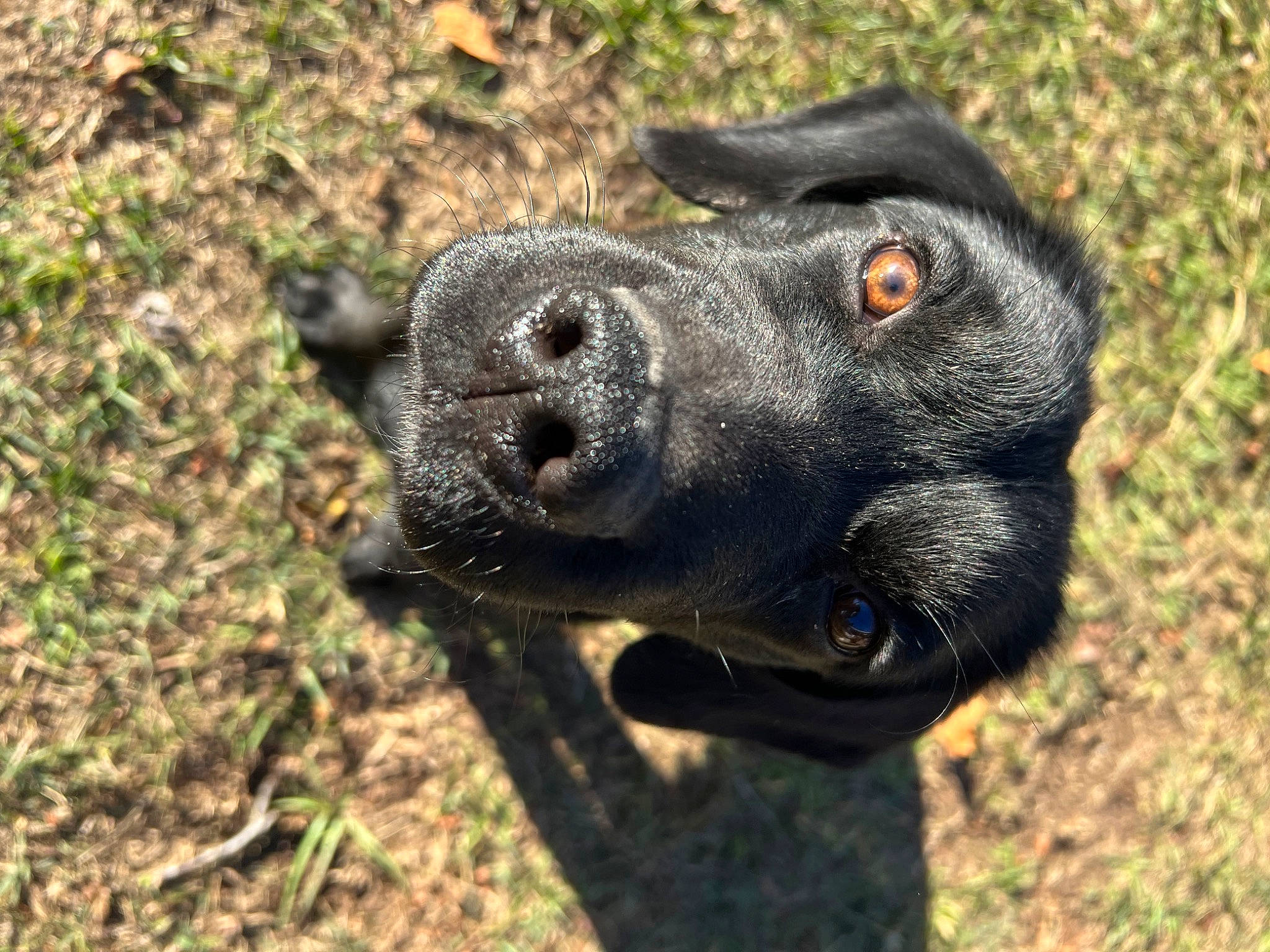 Sammy is registered to the contest to win money with this photo: borador, canidae, carnivore, companion_dog, dog, dog_breed, fur, grass, gun_dog, hunting_dog, plant, pointing_breed, retriever, soil, sporting_group, terrestrial_animal, whiskers, working_animal