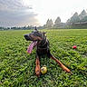 dog, doberman, tongue_out, grass, ball, play, outdoor, field, pet, canine, sunlight, trees, greenery, happy, resting, animal, park, toy, summer, nature