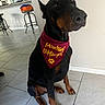 Baki joined the competition — help win amazing prizes! dog, doberman, bandana, maroon, text, sitting, tile_floor, indoor, kitchen, stool, wall, pet, animal, black_dog, brown_markings, ears, paw, snout, looking_away, household