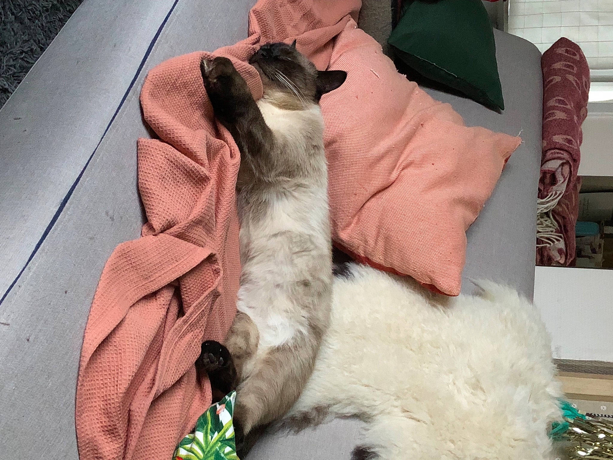 Misti participe au concours pour gagner de l'argent avec cette photo : canidae, carnivore, cat, comfort, companion_dog, dog_breed, domestic_short_haired_cat, fawn, felidae, fur, human_leg, linens, nap, paw, pillow, small_to_medium_sized_cats, snout, sporting_group, tail, whiskers