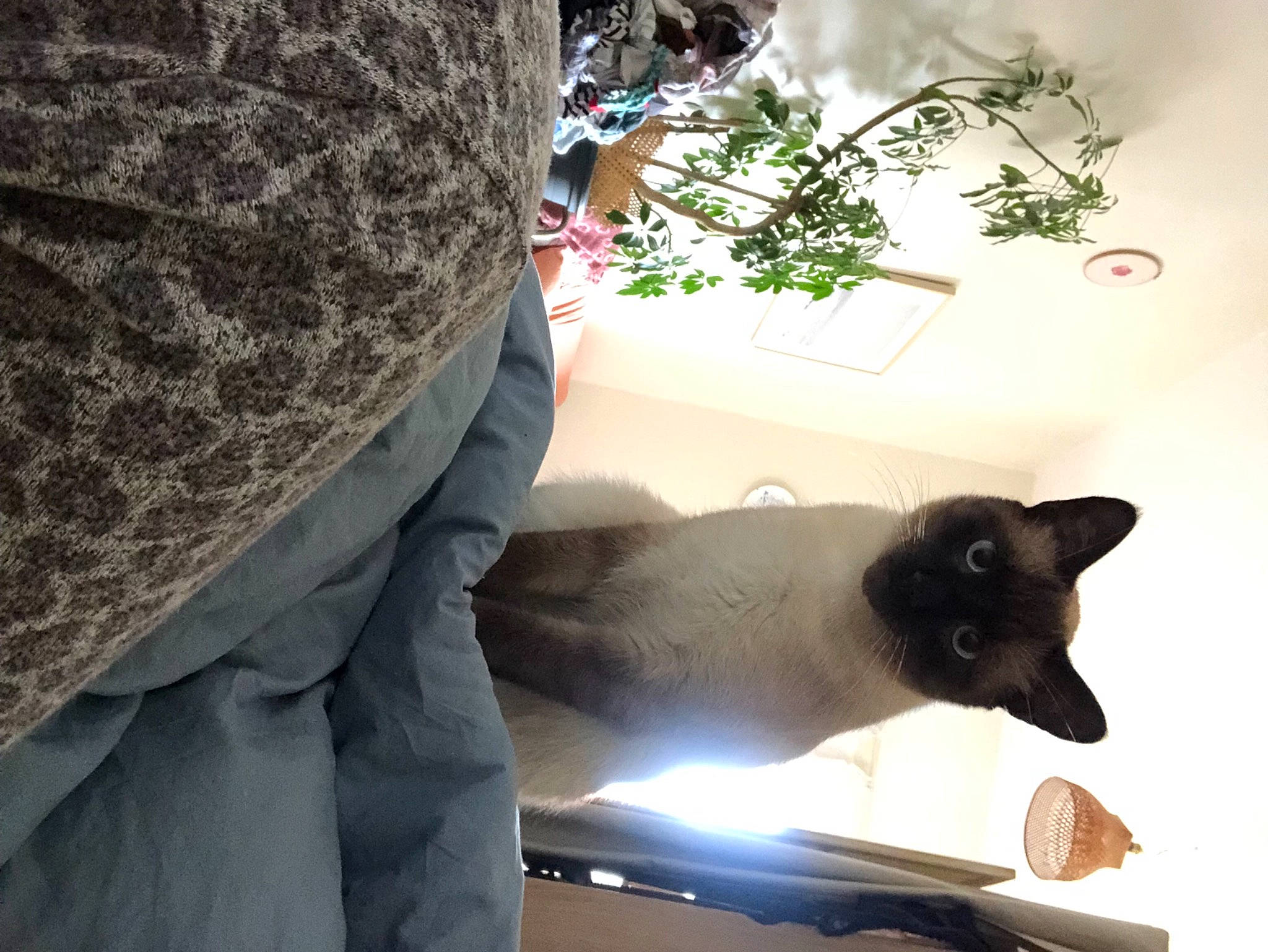 Misti a rejoint le concours — aidez-le/la à gagner de superbes lots ! balinese, carnivore, cat, comfort, domestic_short_haired_cat, fawn, felidae, flowerpot, fur, houseplant, light, linens, plant, siamese, small_to_medium_sized_cats, tail, thai, tree, twig, whiskers