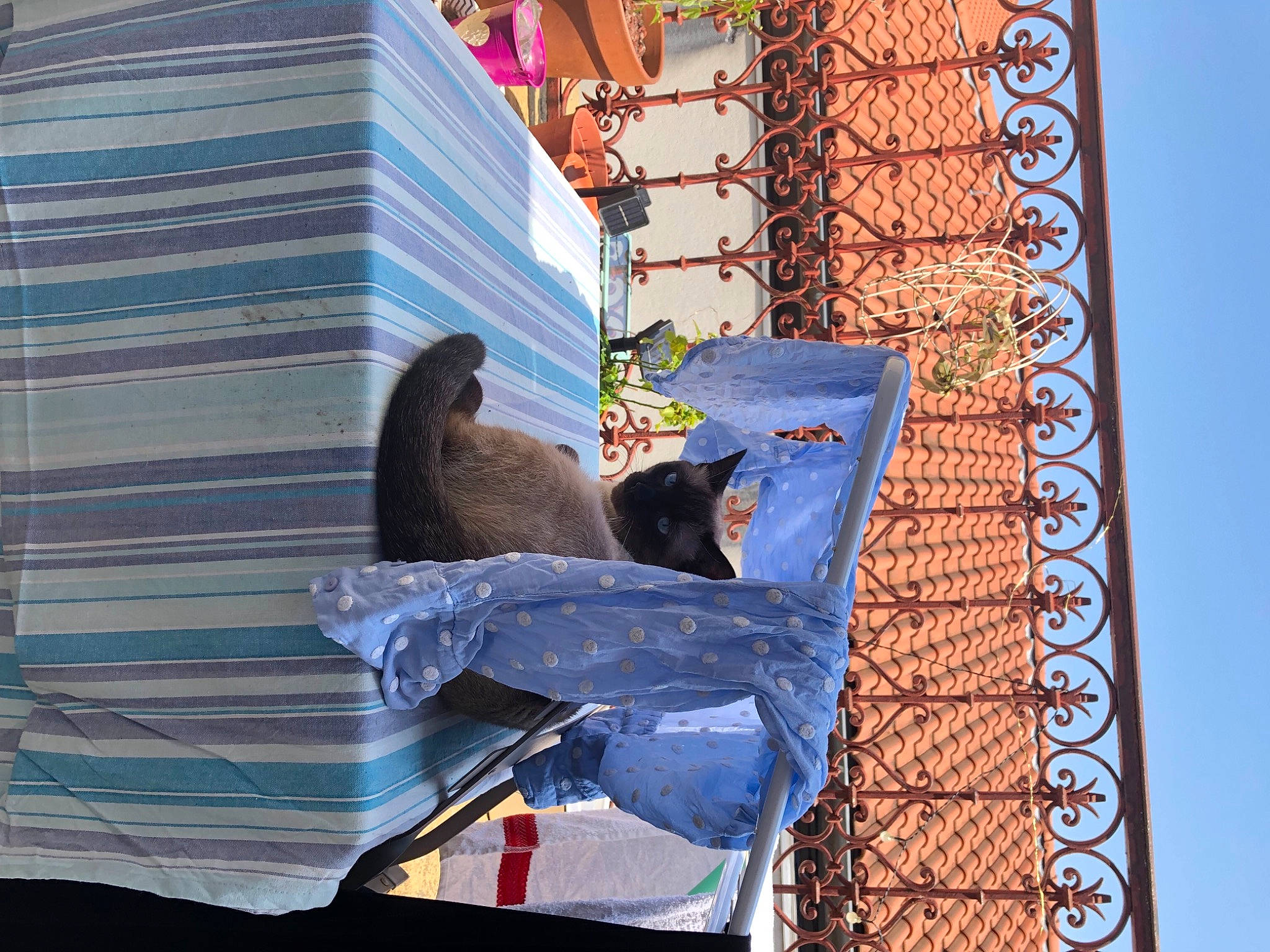 Misti participe au concours pour gagner de l'argent avec cette photo : bombay, building, carnivore, cat, domestic_short_haired_cat, electric_blue, facade, felidae, line, roof, russian_blue, shadow, sky, small_to_medium_sized_cats, tail, window, window_covering, wood, world