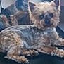 dog, small_dog, indoor, pet, fur, curious, sitting, lying_down, black_surface, window, natural_light, two_dogs, companion, cute, animal, domestic_animal, furry, ears, face, collar