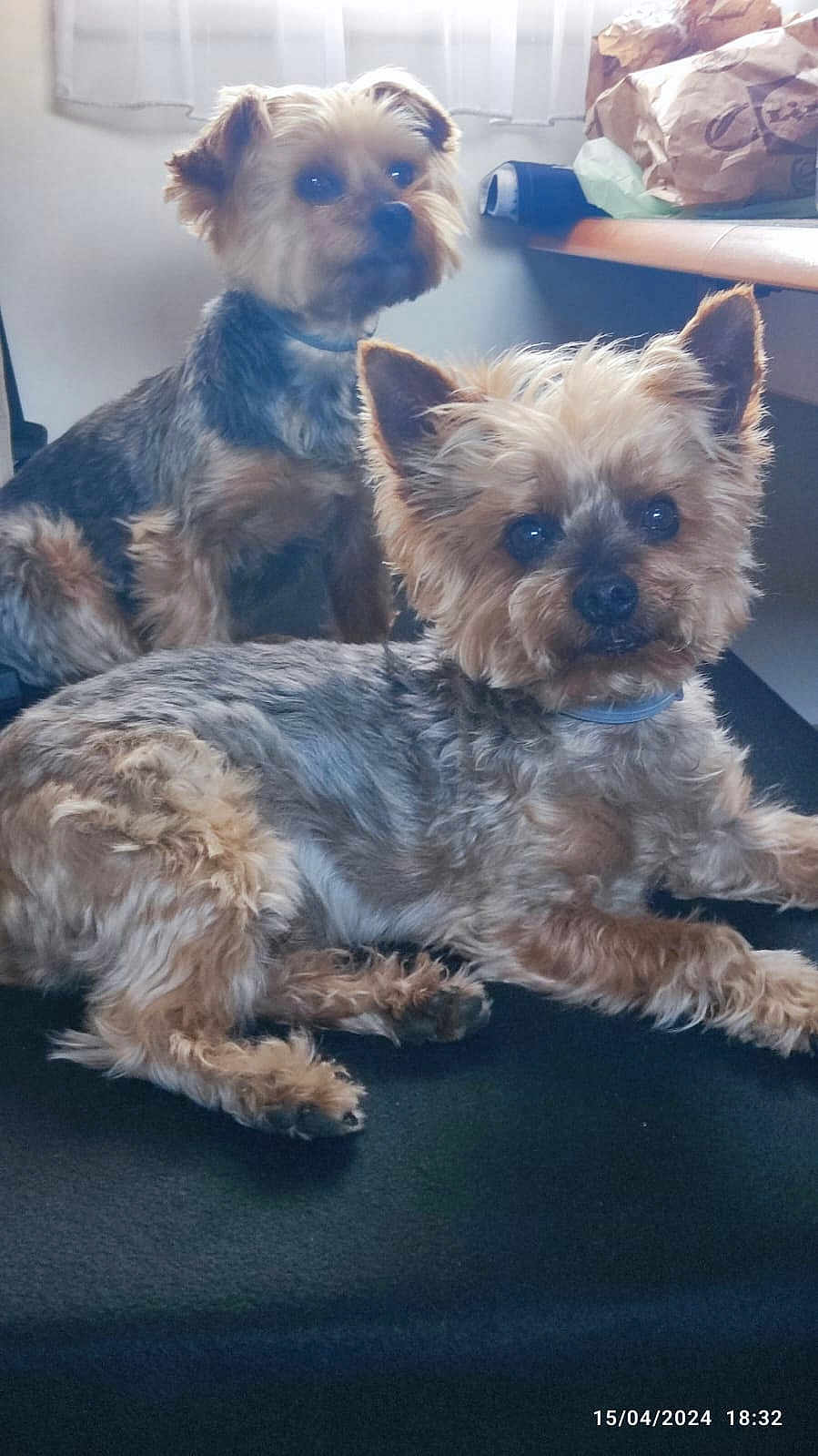 Jeep participe au concours pour gagner de l'argent avec cette photo : dog, small_dog, indoor, pet, fur, curious, sitting, lying_down, black_surface, window, natural_light, two_dogs, companion, cute, animal, domestic_animal, furry, ears, face, collar