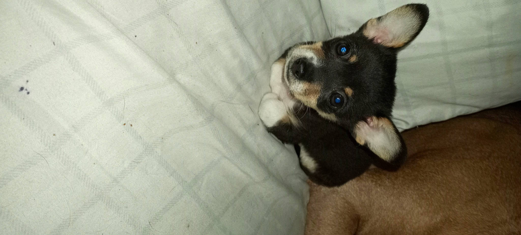 Milo Redmann is registered to the contest to win money with this photo: canidae, carnivore, chihuahua, comfort, companion_dog, dog, dog_breed, dog_supply, fur, non_sporting_group, paw, puppy, snout, sporting_group, toy_dog, vertebrate, working_animal, working_dog