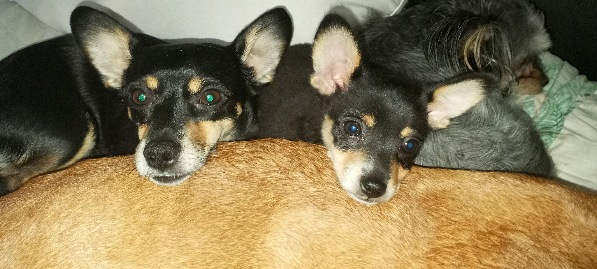 Milo Redmann is registered to the contest to win money with this photo: canidae, carnivore, comfort, companion_dog, dog, dog_breed, fawn, iris, mammal, snout, sporting_group, terrestrial_animal, vertebrate, whiskers, working_animal, working_dog