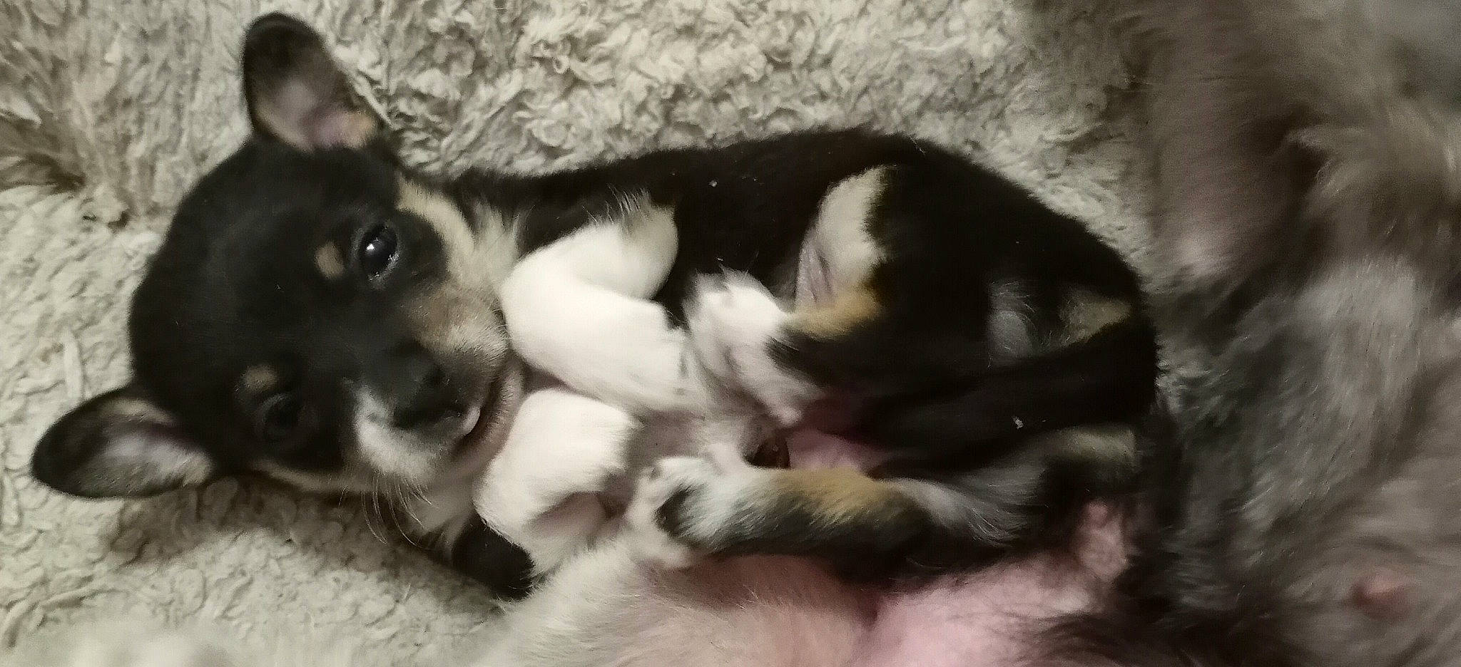 Milo Redmann joined the competition — help win amazing prizes! canidae, carnivore, comfort, companion_dog, dog, dog_breed, fawn, fur, paw, puppy, snout, sporting_group, tail, terrestrial_animal, vertebrate, working_animal, working_dog