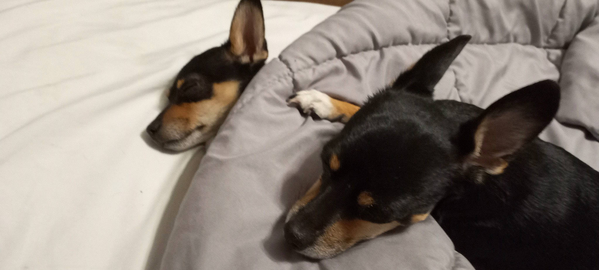 Milo Redmann is registered to the contest to win money with this photo: brown, canidae, carnivore, comfort, companion_dog, dog, dog_breed, hound, mammal, non_sporting_group, paw, ratonero_bodeguero_andaluz, small_terrier, snout, tail, terrier, vertebrate, whiskers, working_animal, working_dog