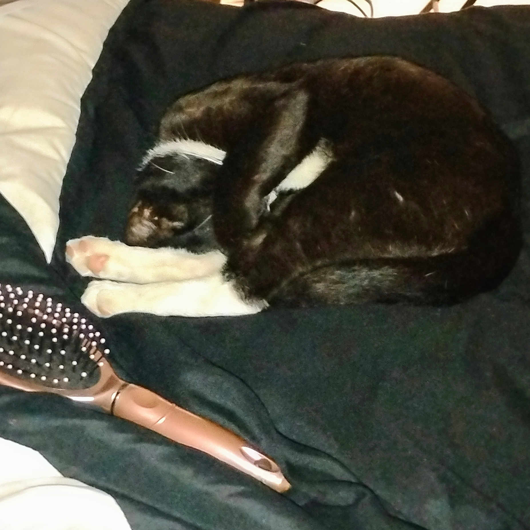 May-Son joined the competition — help win amazing prizes! animal, bed, black_and_white, blanket, cat, cozy, curled_up, cute, domestic_animal, feline, fur, hairbrush, indoor, paw, pet, pink_paw_pads, relaxing, resting, sleeping, soft