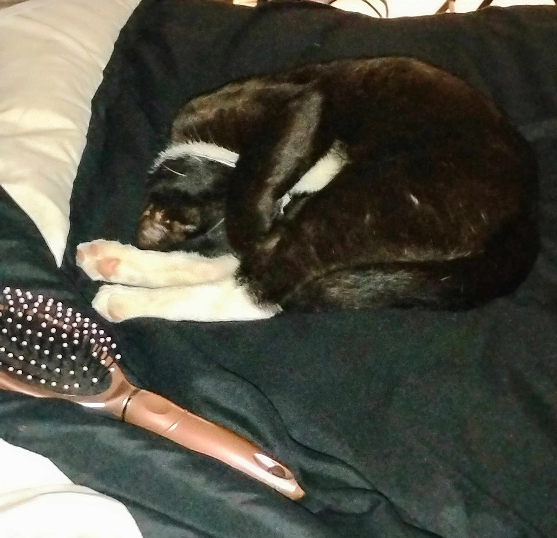 May-Son joined the competition — help win amazing prizes! animal, bed, black_and_white, blanket, cat, cozy, curled_up, cute, domestic_animal, feline, fur, hairbrush, indoor, paw, pet, pink_paw_pads, relaxing, resting, sleeping, soft