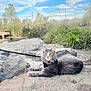 Mia joined the competition — help win amazing prizes! cat, gray_cat, outdoor, nature, rocks, sand, grass, sky, clouds, leash, pet, animal, feline, relaxed, sunlight, daytime, wildlife, fur, ears, whiskers