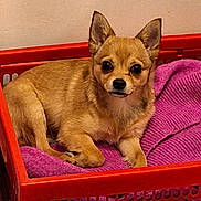 Visky participe au concours pour gagner de l'argent avec cette photo : dog, small_dog, chihuahua, pet, basket, blanket, purple_blanket, red_basket, indoor, animal, cute, fur, ears, alert, resting, looking, comfort, cozy, tan_color, canine