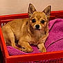 dog, small_dog, chihuahua, pet, basket, blanket, purple_blanket, red_basket, indoor, animal, cute, fur, ears, alert, resting, looking, comfort, cozy, tan_color, canine