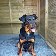 Pépito participe au concours pour gagner de l'argent avec cette photo : rottweiler, dog, animal, pet, sitting, tongue_out, black_and_tan, wooden_wall, gravel, outdoor, canine, cute, friendly, portrait, fur, ears, nose, floor, background_blur, looking_away