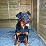 rottweiler, dog, animal, pet, sitting, tongue_out, black_and_tan, wooden_wall, gravel, outdoor, canine, cute, friendly, portrait, fur, ears, nose, floor, background_blur, looking_away