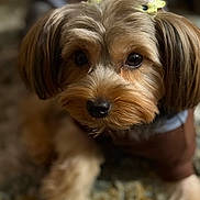 Lola is registered to the contest to win money with this photo: dog, small_dog, fluffy_fur, brown_fur, yellow_bows, pet, cute, close_up, portrait, indoor, carpet, animal, face, ears, nose, eyes, fur, adorable, looking, soft_background