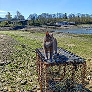 Monster participe au concours pour gagner de l'argent avec cette photo : cat, animal, gray_cat, lobster_trap, rocky_shore, river, bridge, trees, blue_sky, outdoor, nature, water, wildlife, pet, curious, sunny, daytime, coast, fishing_equipment, quiet