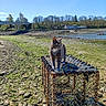 cat, animal, gray_cat, lobster_trap, rocky_shore, river, bridge, trees, blue_sky, outdoor, nature, water, wildlife, pet, curious, sunny, daytime, coast, fishing_equipment, quiet