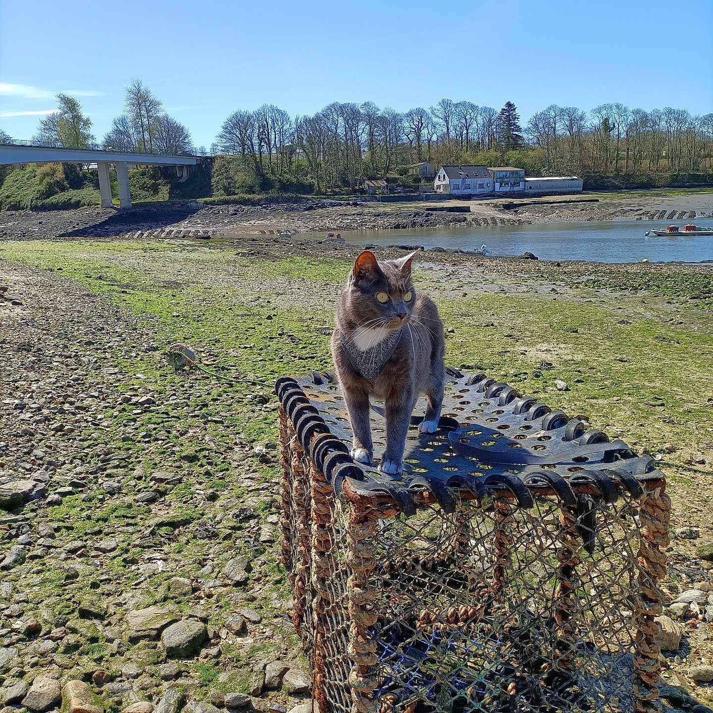 Monster participe au concours pour gagner de l'argent avec cette photo : cat, animal, gray_cat, lobster_trap, rocky_shore, river, bridge, trees, blue_sky, outdoor, nature, water, wildlife, pet, curious, sunny, daytime, coast, fishing_equipment, quiet
