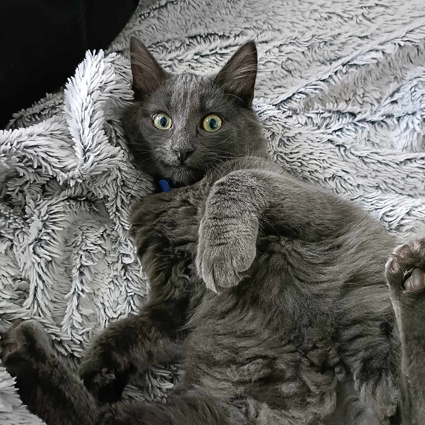 Isil a rejoint le concours — aidez-le/la à gagner de superbes lots ! abyssinian, angora, animal, armchair, bed, bedroom, blackcat, blanket, cat, chair, couch, cushion, furniture, homedecor, indoors, kitten, linen, manx, pet, quilt