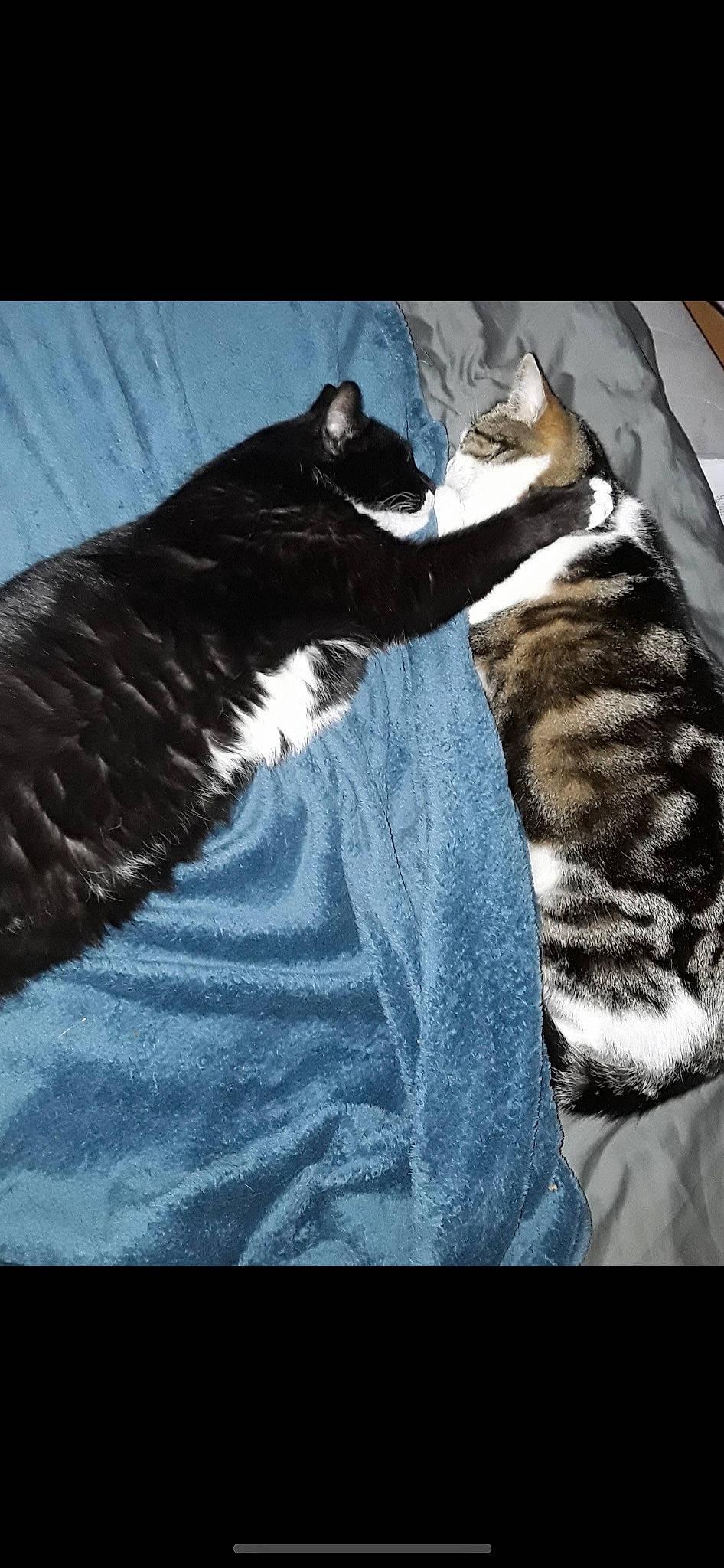 Tisha participe au concours pour gagner de l'argent avec cette photo : canidae, carnivore, cat, comfort, domestic_short_haired_cat, felidae, fur, human_leg, linens, monochrome, monochrome_photography, nap, paw, sleeve, small_to_medium_sized_cats, snout, sporting_group, tail, terrestrial_animal, whiskers