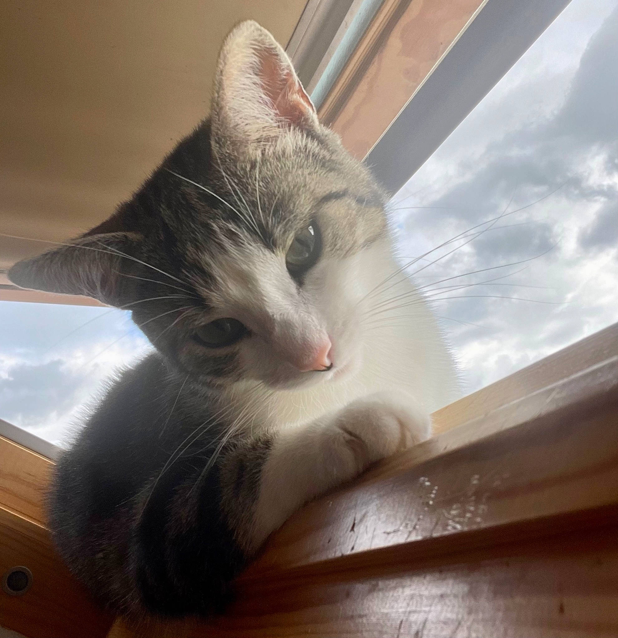 Tisha participe au concours pour gagner de l'argent avec cette photo : carnivore, cat, claw, comfort, domestic_short_haired_cat, felidae, flooring, fur, hardwood, metal, paw, sky, small_to_medium_sized_cats, snout, tail, whiskers, window, wood