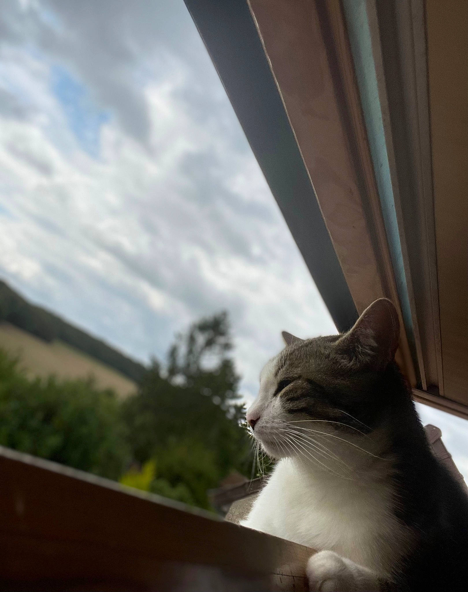 Tisha participe au concours pour gagner de l'argent avec cette photo : carnivore, cat, cloud, curtain, domestic_short_haired_cat, felidae, glass, grass, plant, shade, sky, small_to_medium_sized_cats, snout, sunlight, tail, tints_and_shades, tree, whiskers, window, wood