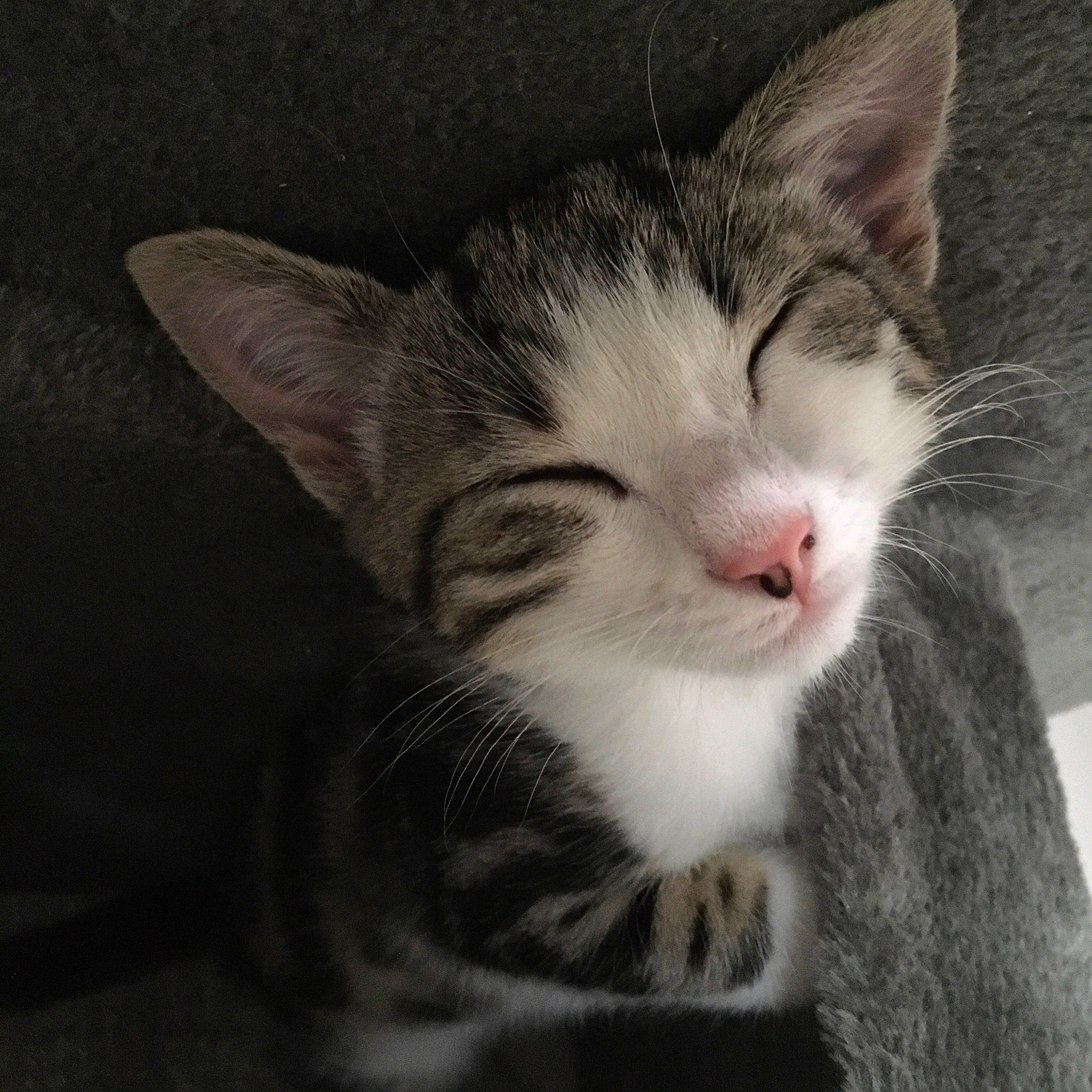 Tisha a rejoint le concours — aidez-le/la à gagner de superbes lots ! carnivore, cat, claw, darkness, domestic_short_haired_cat, felidae, fur, hair, paw, sky, small_to_medium_sized_cats, snout, tail, terrestrial_animal, tree, whiskers, window