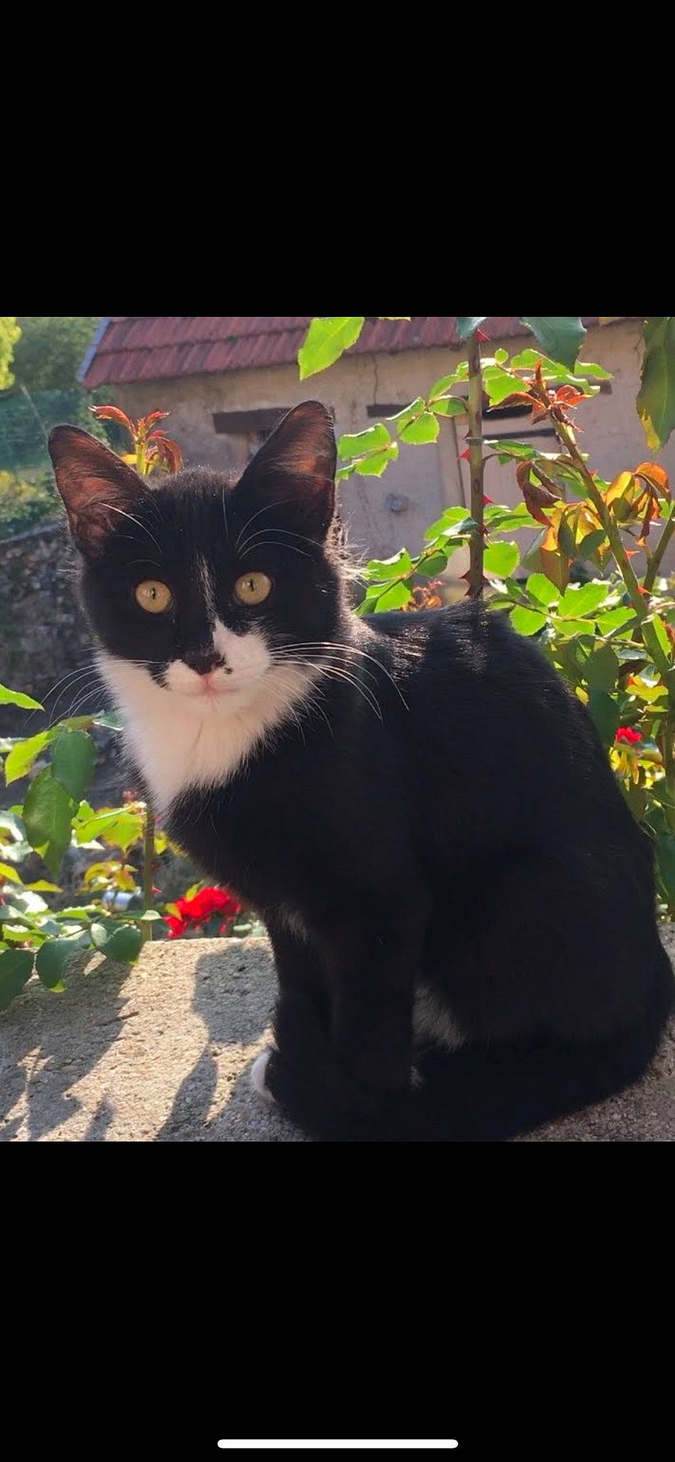 Malot a rejoint le concours — aidez-le/la à gagner de superbes lots ! art, carnivore, cat, domestic_short_haired_cat, felidae, fur, grass, paw, photo_caption, plant, road_surface, shadow, sitting, small_to_medium_sized_cats, snout, tail, tints_and_shades, tree, whiskers, window