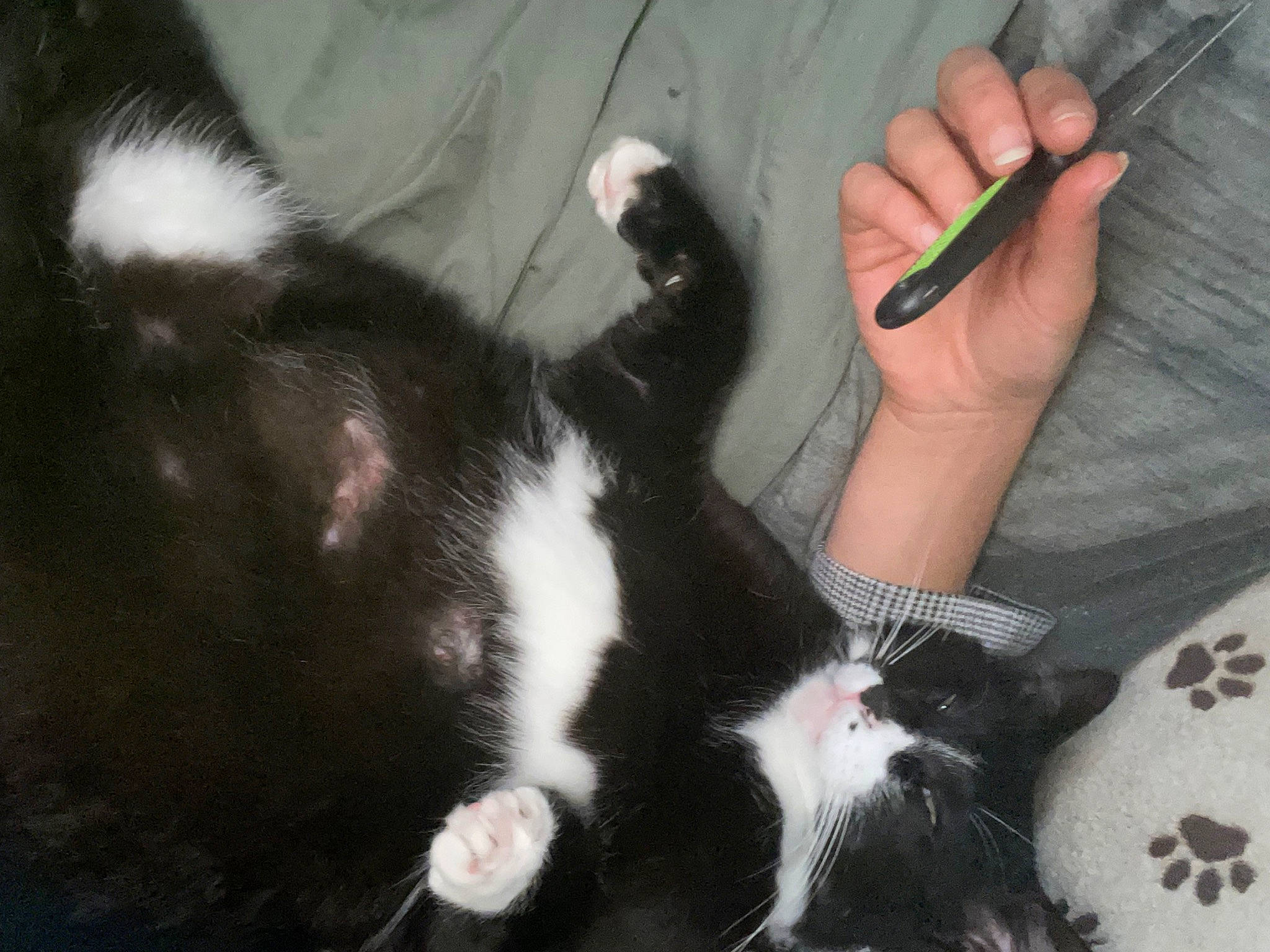 Malot participe au concours pour gagner de l'argent avec cette photo : carnivore, cat, claw, comfort, dog_breed, domestic_short_haired_cat, ear, felidae, fur, gesture, lap, nail, paw, small_to_medium_sized_cats, snout, sporting_group, tail, thumb, whiskers, wrist