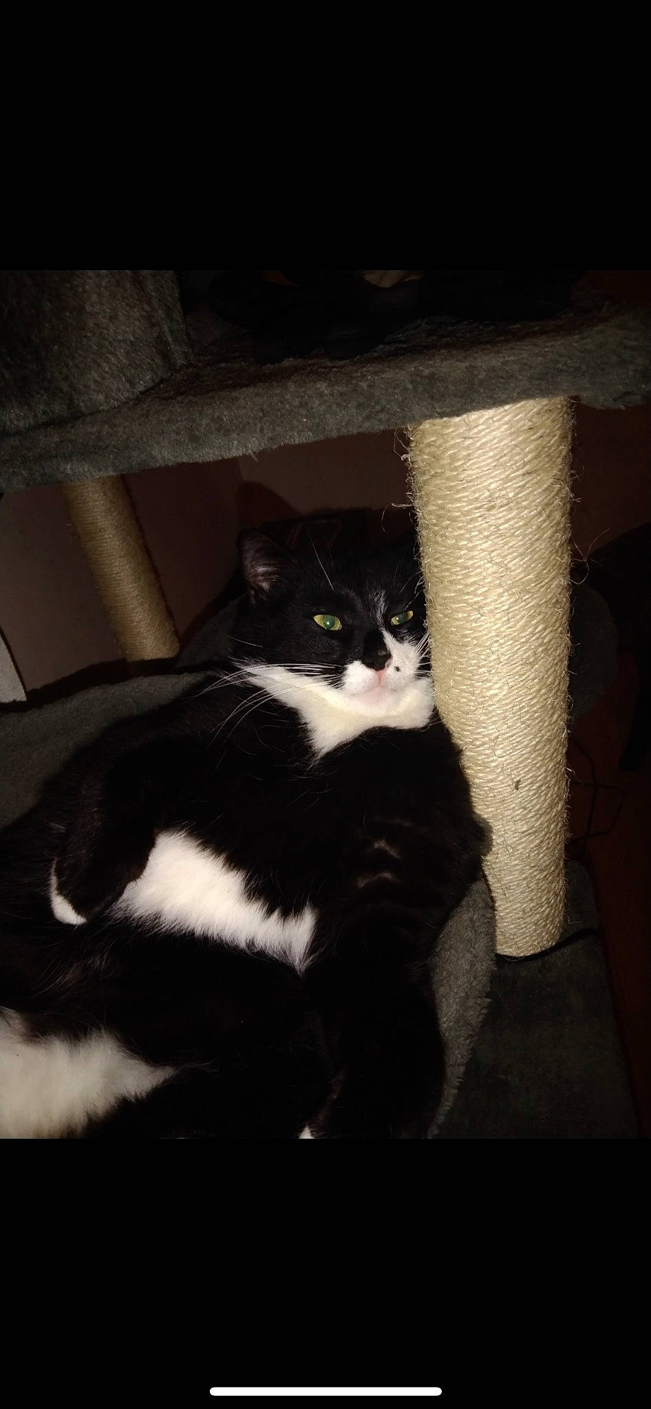 Malot participe au concours pour gagner de l'argent avec cette photo : carnivore, cat, cloud, comfort, darkness, domestic_short_haired_cat, felidae, fur, human_leg, paw, room, sitting, sky, small_to_medium_sized_cats, snout, tail, tints_and_shades, whiskers, window, wood