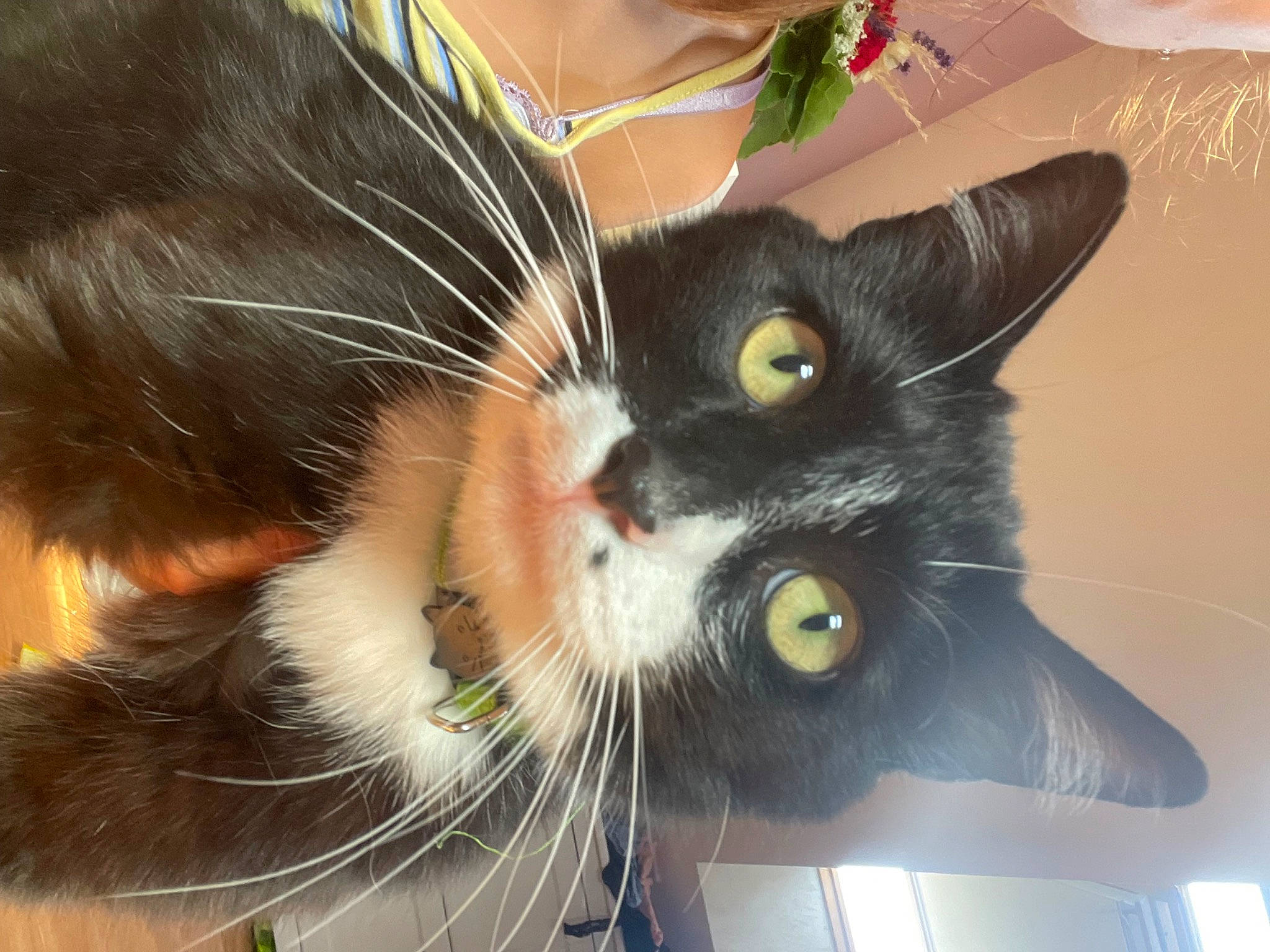 Malot a rejoint le concours — aidez-le/la à gagner de superbes lots ! carnivore, cat, claw, comfort, domestic_short_haired_cat, ear, eye, felidae, fur, hair, head, iris, nose, paw, plant, small_to_medium_sized_cats, snout, tail, whiskers, window