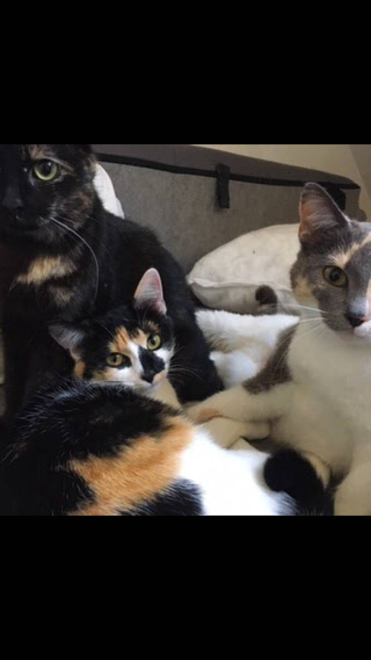 Mimine a rejoint le concours — aidez-le/la à gagner de superbes lots ! bedding, carnivore, cat, comfort, domestic_short_haired_cat, felidae, fur, linens, nap, paw, room, small_to_medium_sized_cats, snout, tail, whiskers, wood