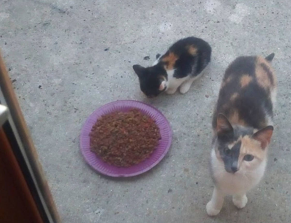 Mimine a rejoint le concours — aidez-le/la à gagner de superbes lots ! animal_feed, carnivore, cat, cat_food, cat_supply, companion_dog, dog_breed, dog_food, domestic_short_haired_cat, felidae, food, fur, ingredient, pet_food, pet_supply, pet_vitamins_supplements, small_animal_food, small_to_medium_sized_cats, tail, whiskers