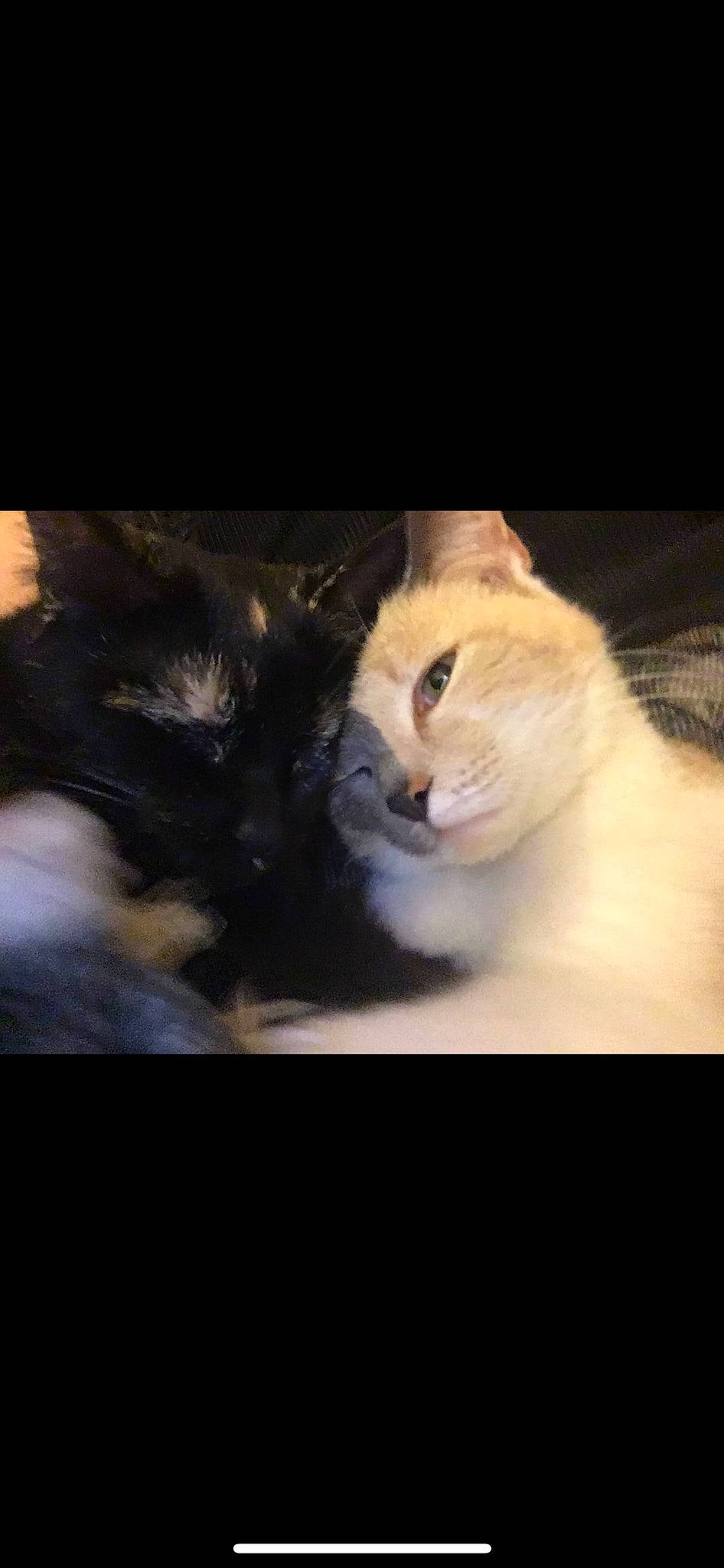 Mimine a rejoint le concours — aidez-le/la à gagner de superbes lots ! carnivore, cat, cloud, comfort, darkness, domestic_short_haired_cat, felidae, fur, night, paw, photo_caption, plant, sky, small_to_medium_sized_cats, snout, tail, terrestrial_animal, tree, whiskers, window