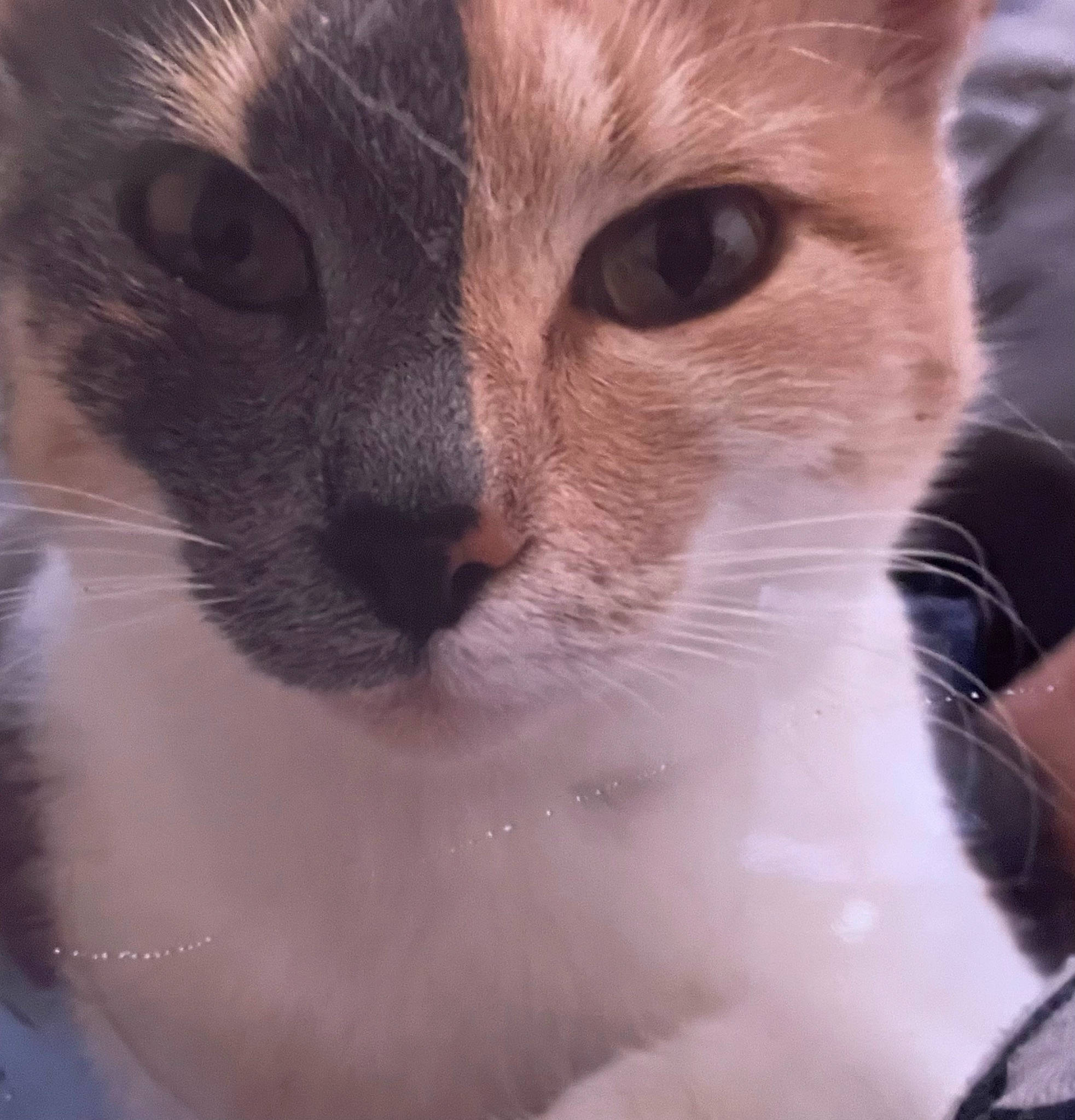 Mimine a rejoint le concours — aidez-le/la à gagner de superbes lots ! carnivore, cat, close_up, collar, domestic_short_haired_cat, ear, eye, eyelash, fawn, felidae, fur, head, human_body, paw, pet_supply, small_to_medium_sized_cats, snout, terrestrial_animal, whiskers, window