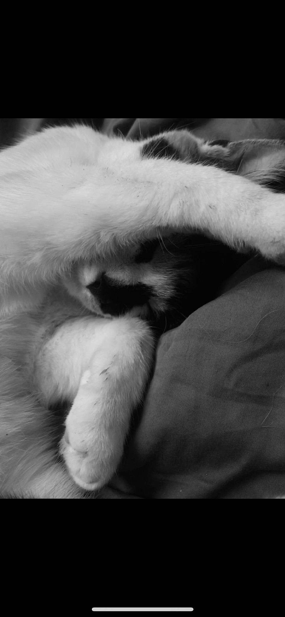 Nala participe au concours pour gagner de l'argent avec cette photo : carnivore, cat, claw, cloud, comfort, companion_dog, cumulus, dog_breed, felidae, fur, gesture, grey, monochrome, monochrome_photography, paw, small_to_medium_sized_cats, snout, sporting_group, tail, whiskers