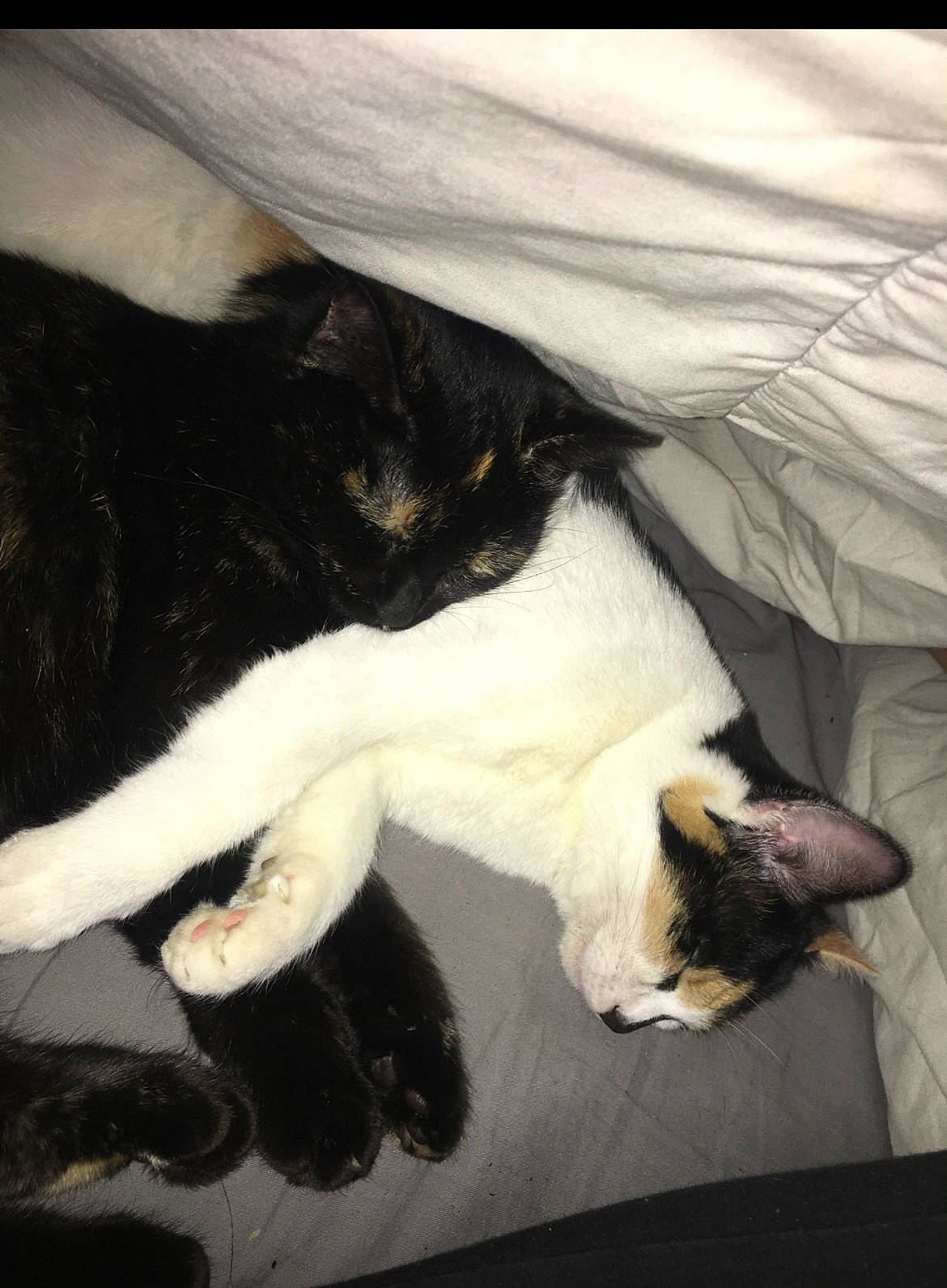 Nala participe au concours pour gagner de l'argent avec cette photo : canidae, carnivore, cat, claw, cloud, comfort, companion_dog, dog_breed, domestic_short_haired_cat, felidae, fur, lap, linens, nap, paw, small_to_medium_sized_cats, snout, sporting_group, tail, whiskers