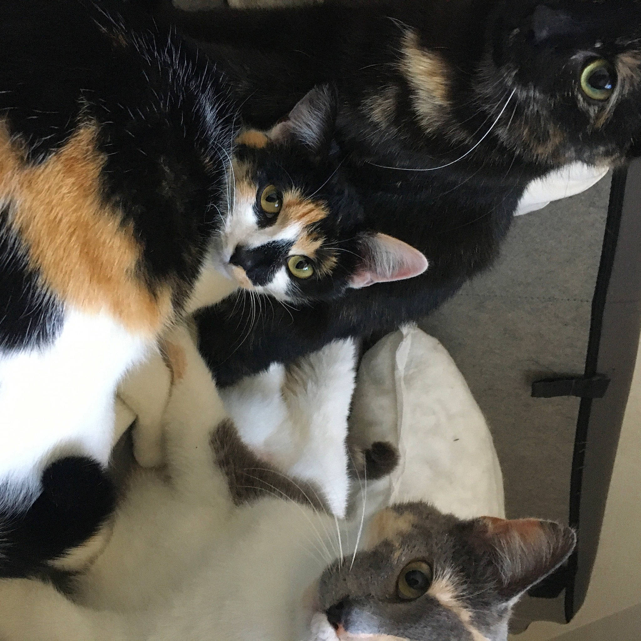 Nelly participe au concours pour gagner de l'argent avec cette photo : carnivore, cat, claw, comfort, companion_dog, dog_breed, domestic_short_haired_cat, felidae, foot, fur, lap, nap, paw, small_to_medium_sized_cats, snout, tail, vertebrate, whiskers