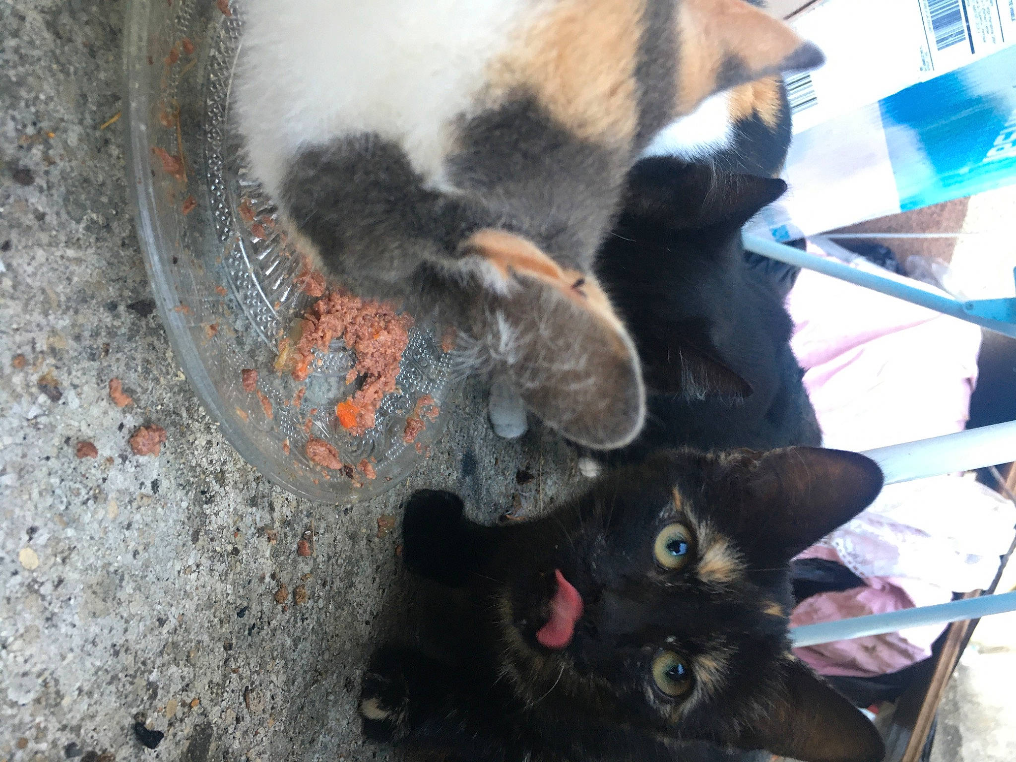 Nelly participe au concours pour gagner de l'argent avec cette photo : bombay, canidae, carnivore, cat, claw, dog_breed, domestic_short_haired_cat, fawn, felidae, fur, mammal, organism, paw, small_to_medium_sized_cats, snout, sporting_group, tail, terrestrial_animal, vertebrate, whiskers