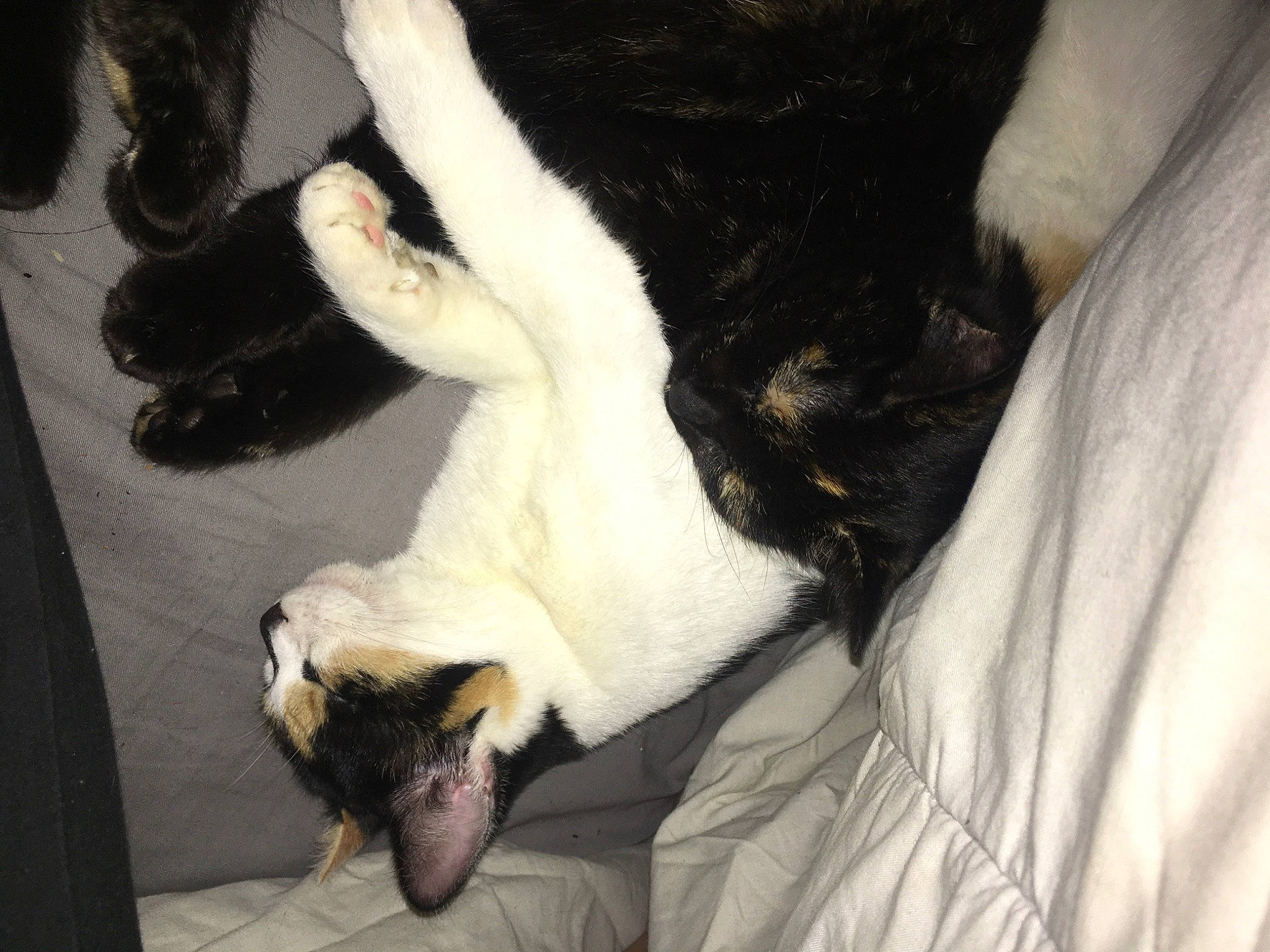 Nelly participe au concours pour gagner de l'argent avec cette photo : carnivore, cat, claw, comfort, companion_dog, dog_breed, fawn, felidae, fur, gesture, human_leg, nap, paw, small_to_medium_sized_cats, snout, sporting_group, tail, tree, whiskers, wood