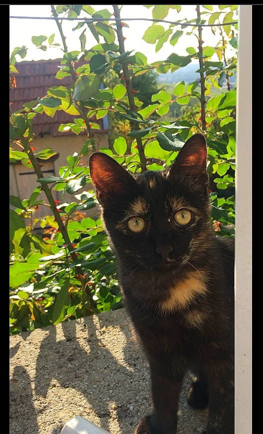 Nelly a rejoint le concours — aidez-le/la à gagner de superbes lots ! art, carnivore, cat, domestic_short_haired_cat, fawn, felidae, fixture, fur, grass, plant, rectangle, small_to_medium_sized_cats, snout, terrestrial_animal, terrestrial_plant, tints_and_shades, tree, twig, whiskers, wildlife