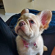 Rose is registered to the contest to win money with this photo: puppy, dog, pet, indoor, cute, ears, collar, pink_collar, looking_up, sitting, floor, person, leg, fur, whiskers, snout, nose, light_fur, domestic_animal, animal